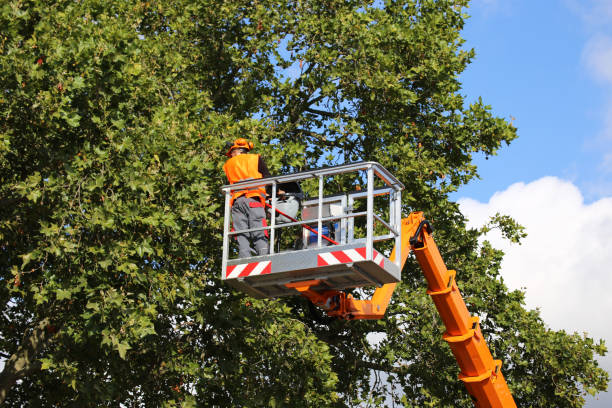 Best Seasonal Cleanup (Spring/Fall)  in Johnston, IA